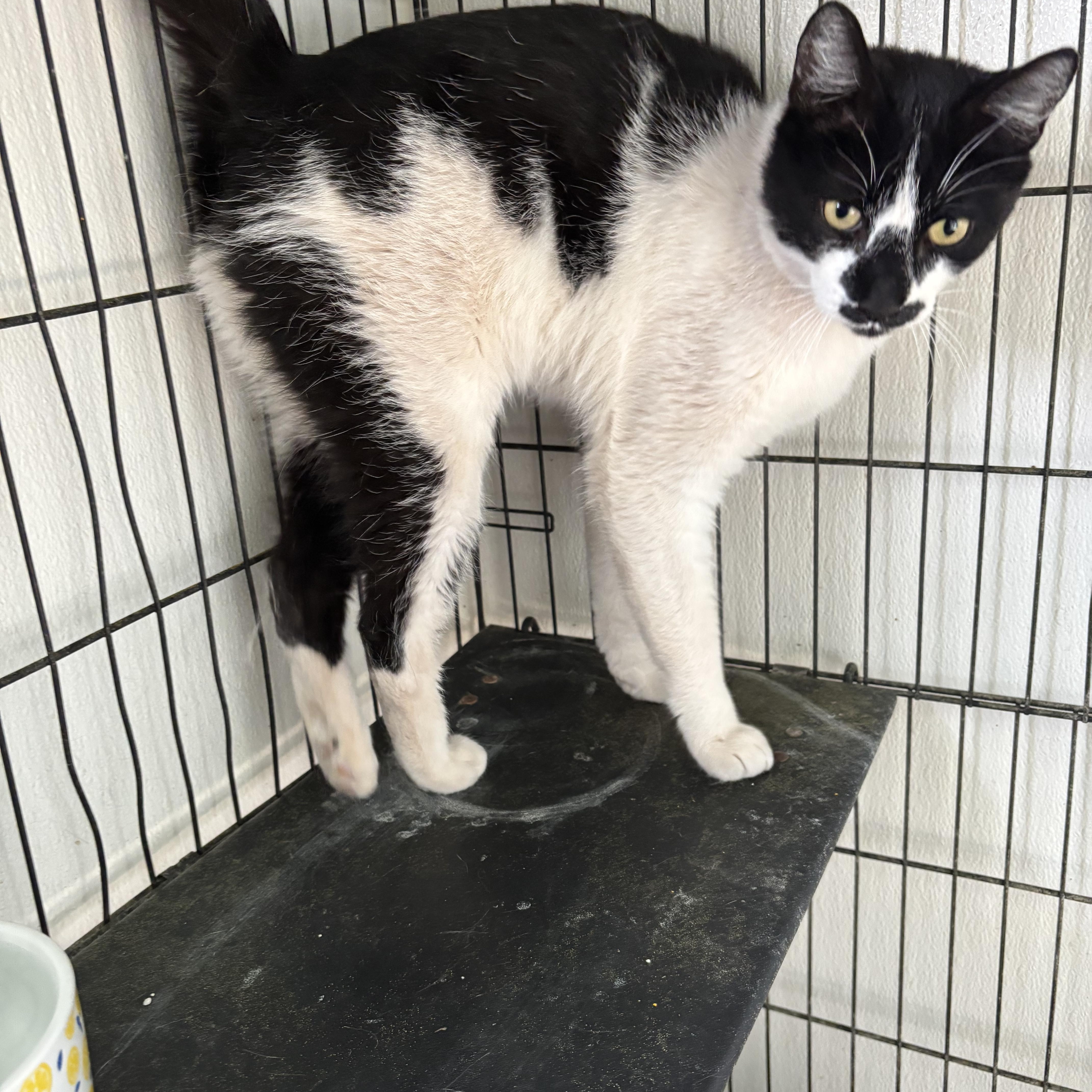 Enlarge Felina, a ADOPTABLE Domestic Medium Hair in Deming, NM image 1/1
