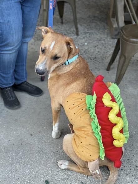 Enlarge Gas Station Hotdog, a Adoptable Mixed Breed in Nottingham, MD image 1/5
