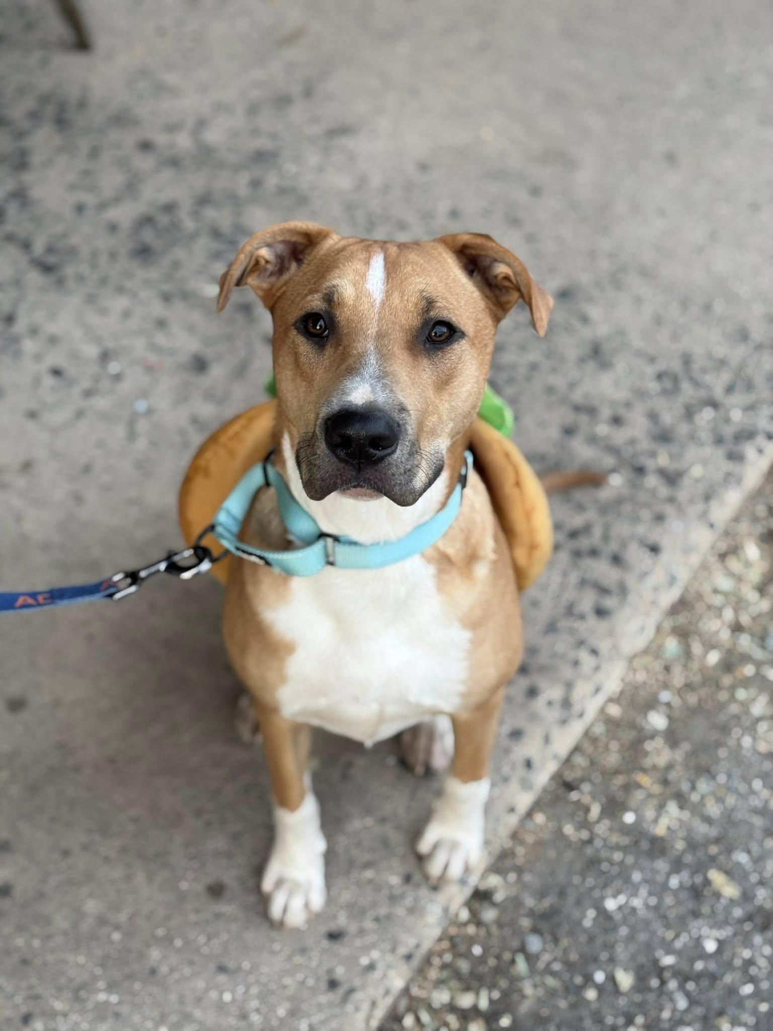 Enlarge Gas Station Hotdog, a Adoptable Mixed Breed in Nottingham, MD image 3/5