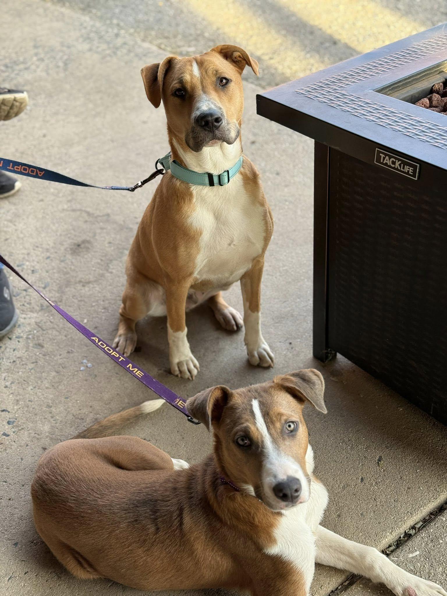 Enlarge Gas Station Hotdog, a Adoptable Mixed Breed in Nottingham, MD image 4/5