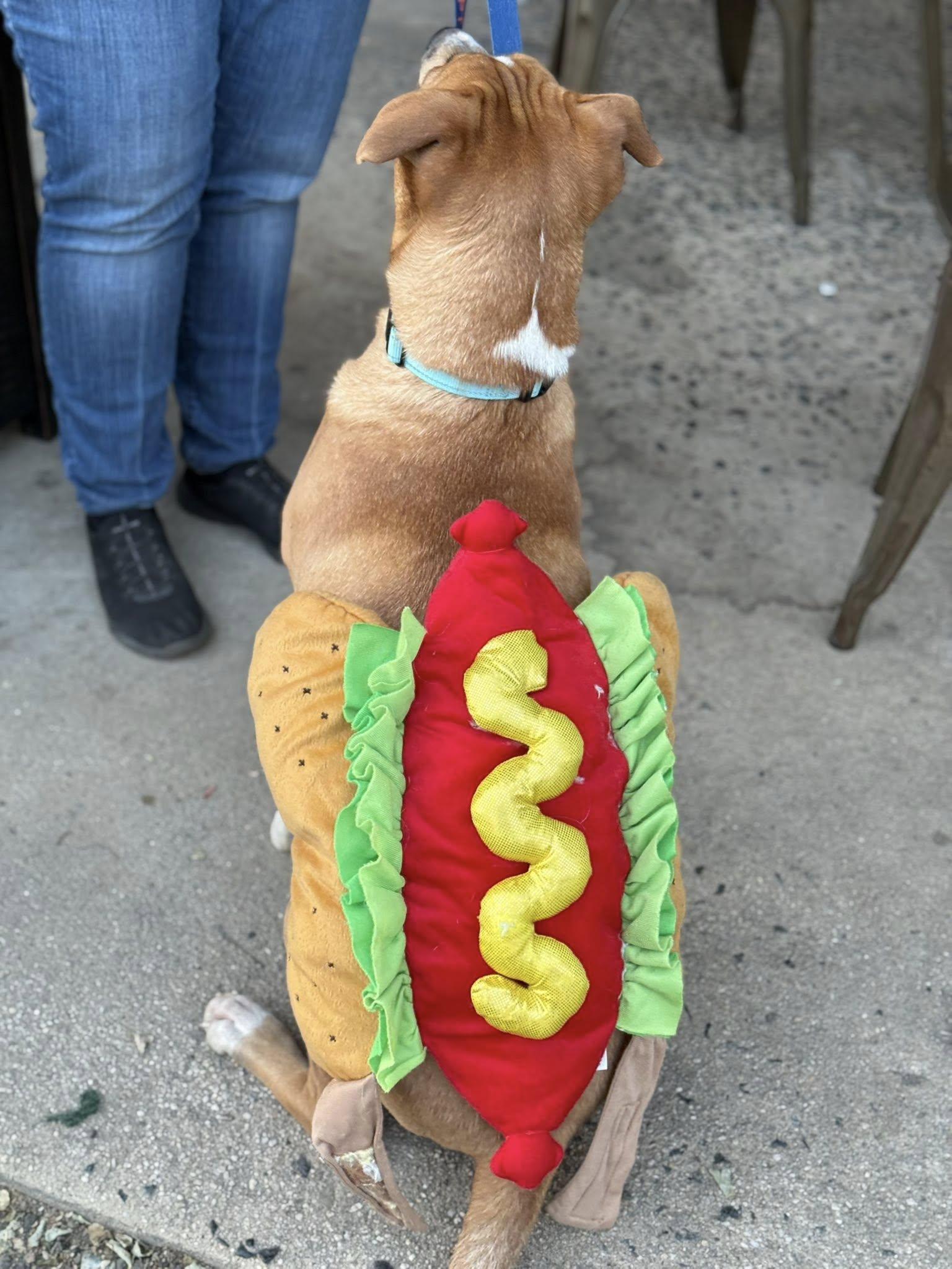 Enlarge Gas Station Hotdog, a Adoptable Mixed Breed in Nottingham, MD image 5/5