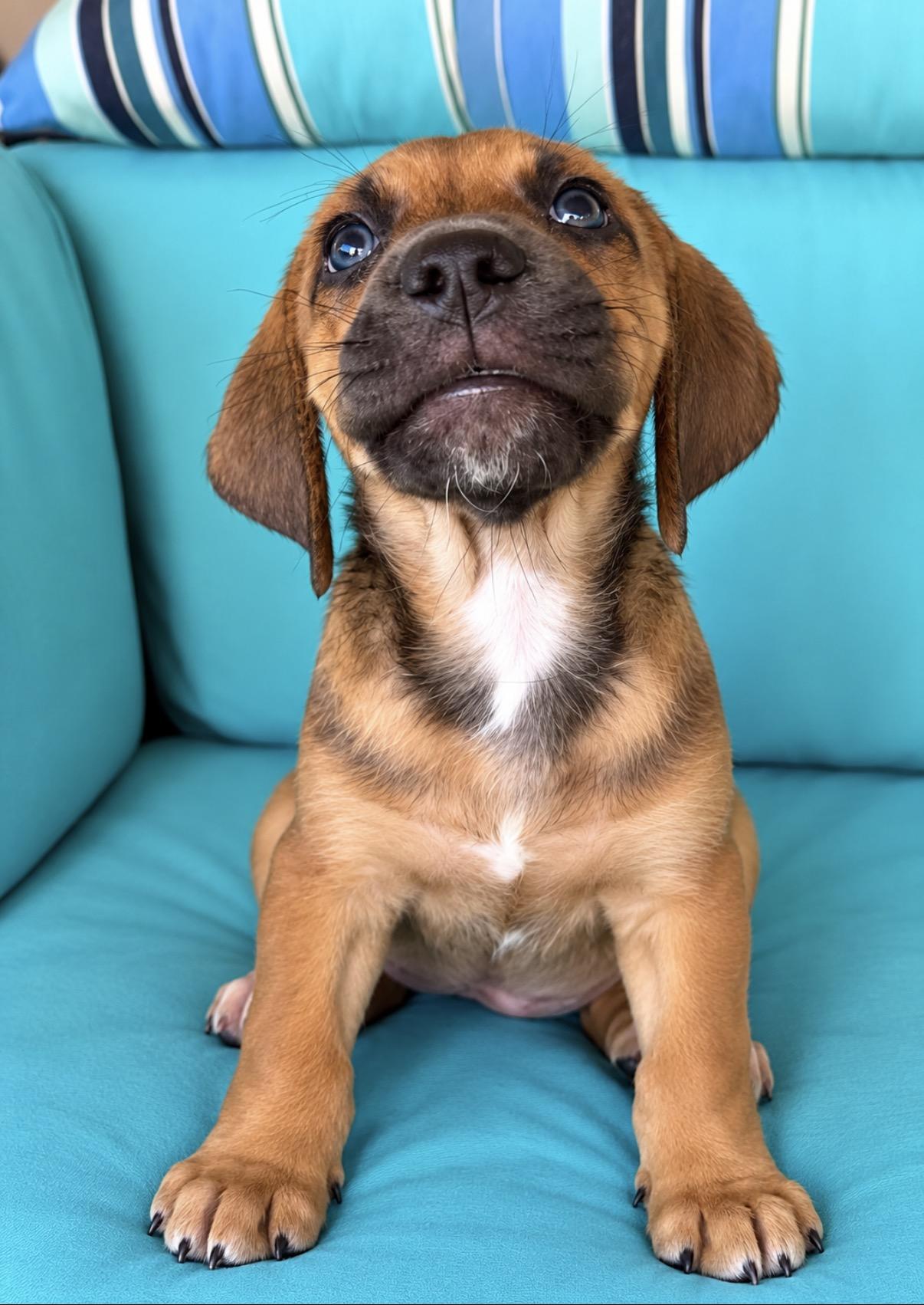Enlarge Tater, a Adoptable mixed breed in Scottsdale, AZ image 3/4