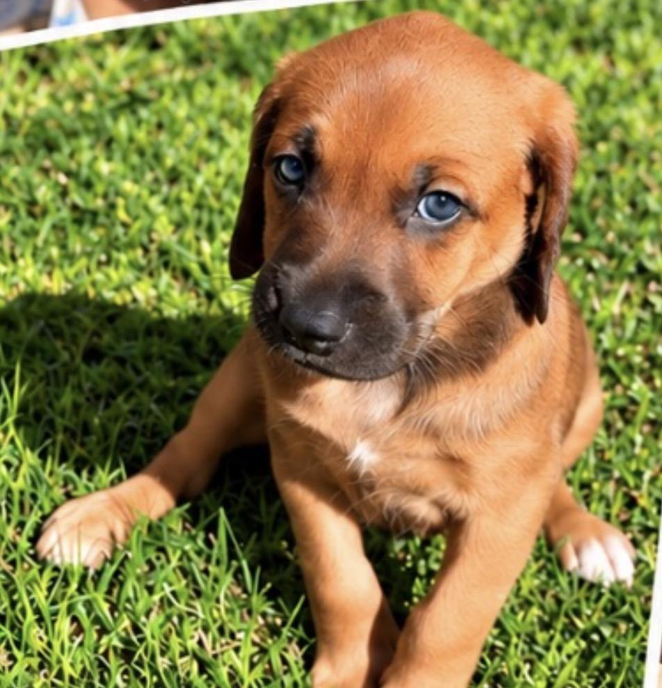 Tater, Adoptable, Puppy Male Rhodesian Ridgeback.