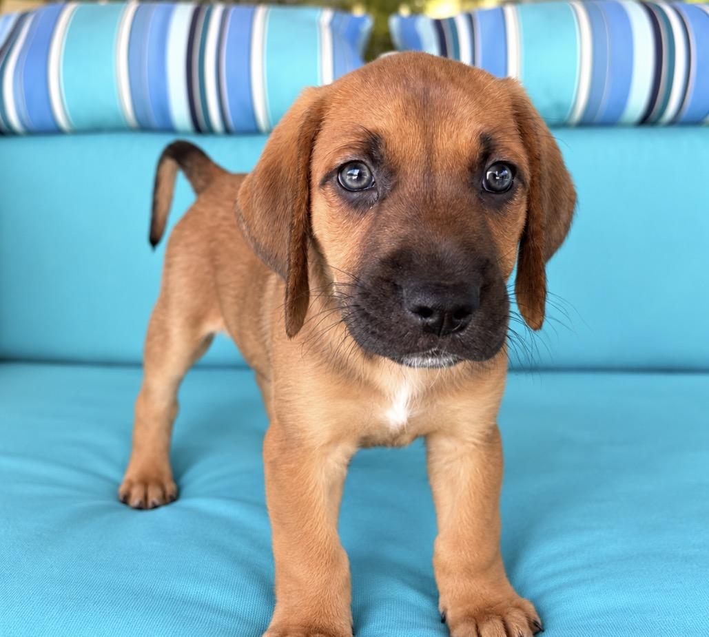 Enlarge Tater, a Adoptable mixed breed in Scottsdale, AZ image 4/4