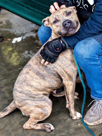 Enlarge Gwen - IN FOSTER, a Adoptable Mixed Breed in Chamblee, GA image 1/3