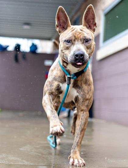 Enlarge Gwen - IN FOSTER, a Adoptable Mixed Breed in Chamblee, GA image 2/3