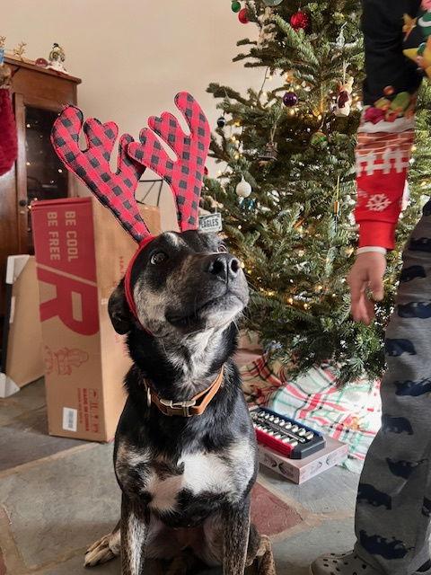 Yandy, Adoptable, Young Female Australian Shepherd.