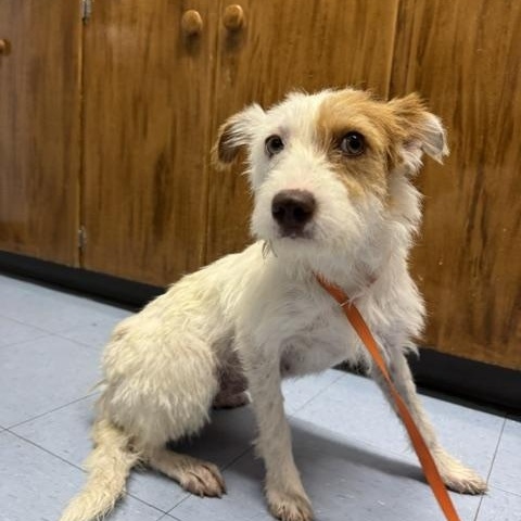 Judo, adopted, Young Female Terrier.