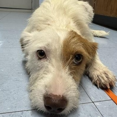 Judo, an adopted mixed breed in Lexington, NE image 2/2