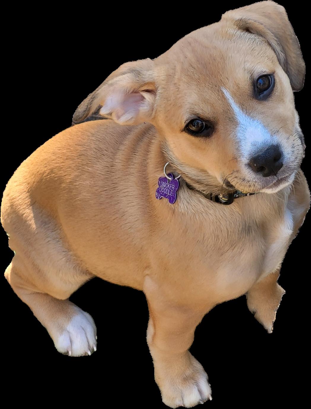 Sincker Doodle, Adopted, Puppy Female Beagle & Australian Shepherd.