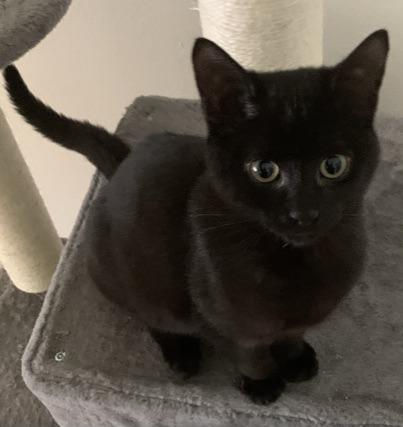 Sarge, a Adoptable mixed breed in El Dorado Hills, CA image 3/3