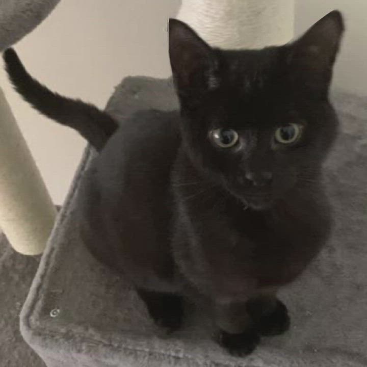 Enlarge Sarge, a Adoptable mixed breed in El Dorado Hills, CA video 1/3