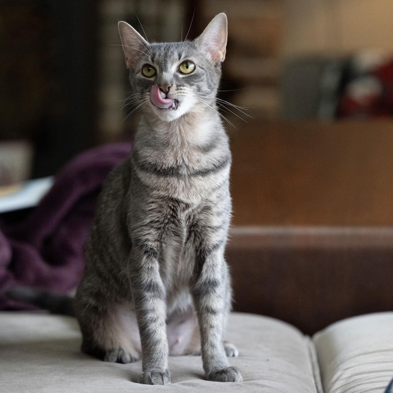 Enlarge Mama Goose, a Adoptable Domestic Short Hair in Rochester, NY image 1/3