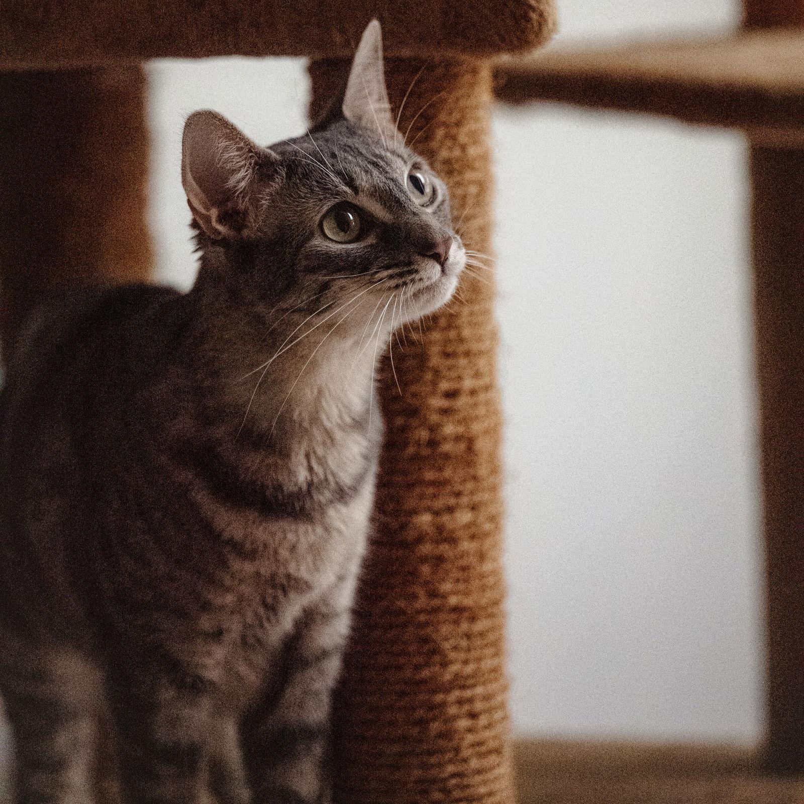 Enlarge Mama Goose, a Adoptable Domestic Short Hair in Rochester, NY image 3/3