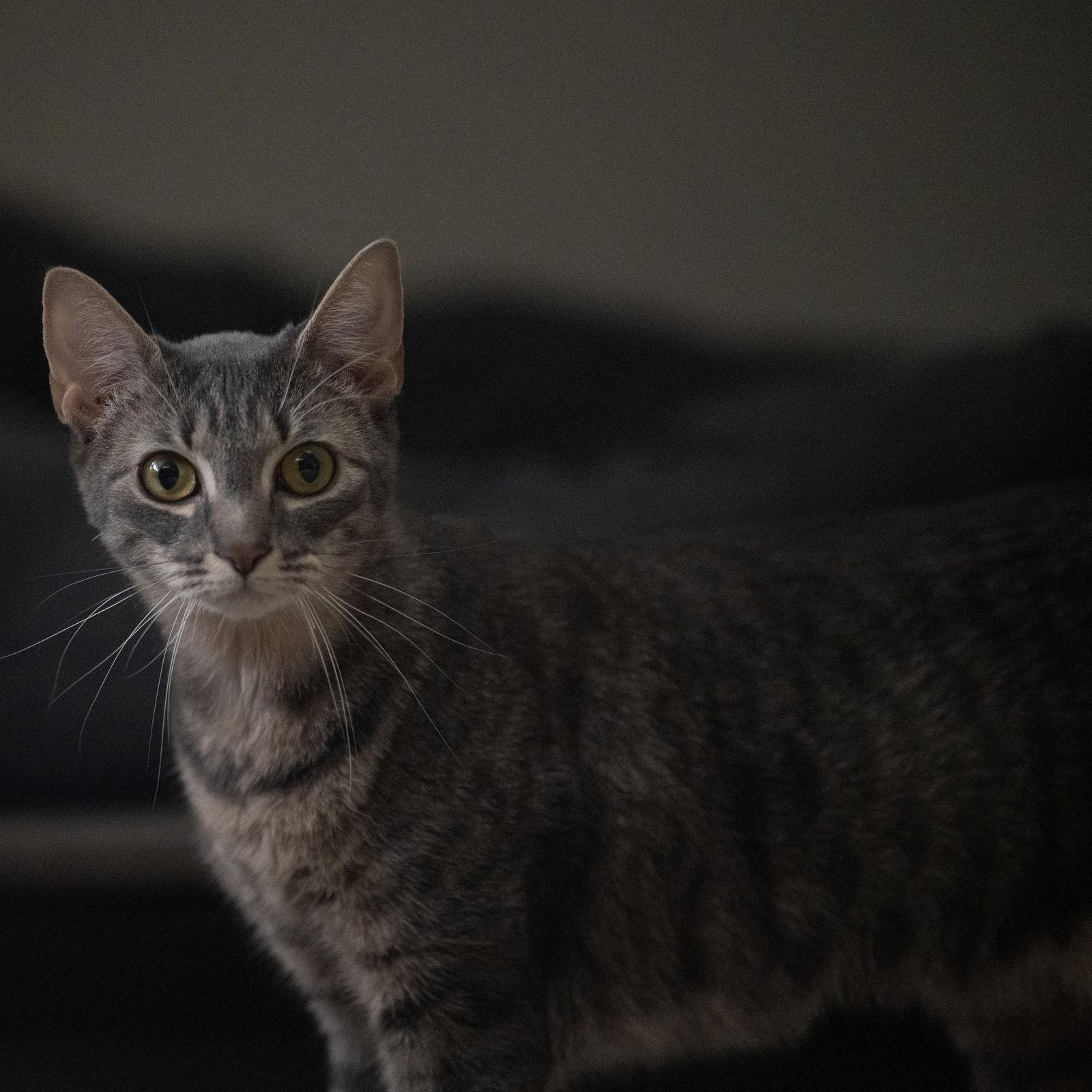 Enlarge Mama Goose, a Adoptable Domestic Short Hair in Rochester, NY image 3/3