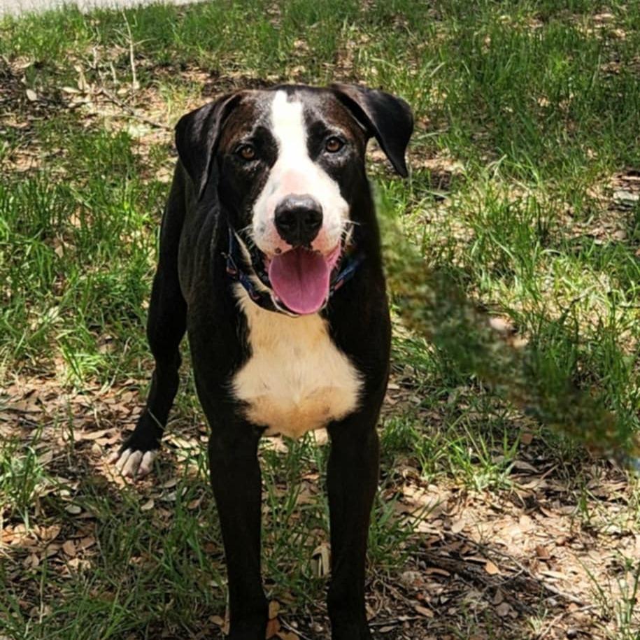 Frijoles aka Bean JuM