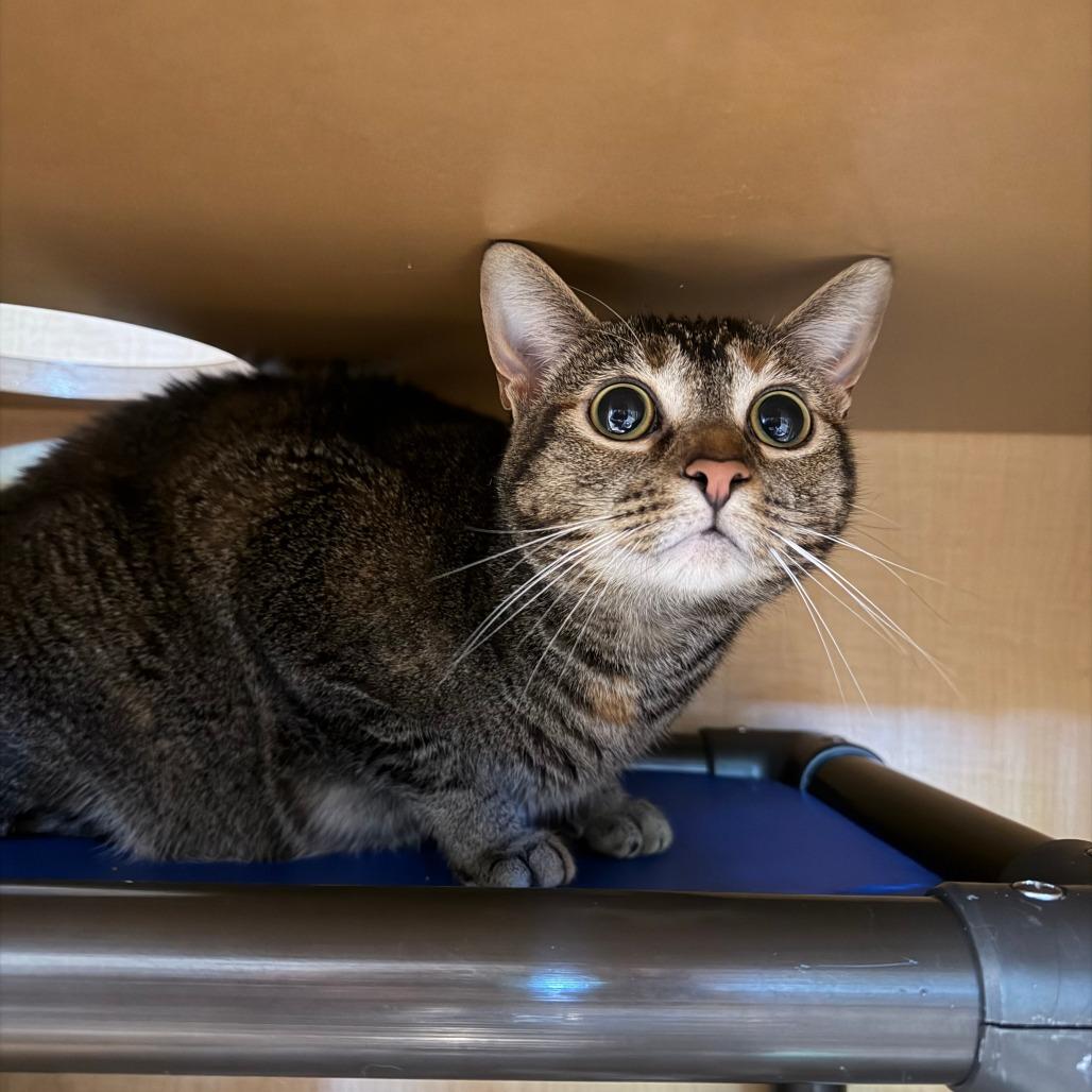 Enlarge Kathrine FKA Marbles, a Adoptable Domestic Short Hair in Chesapeake, VA image 1/2