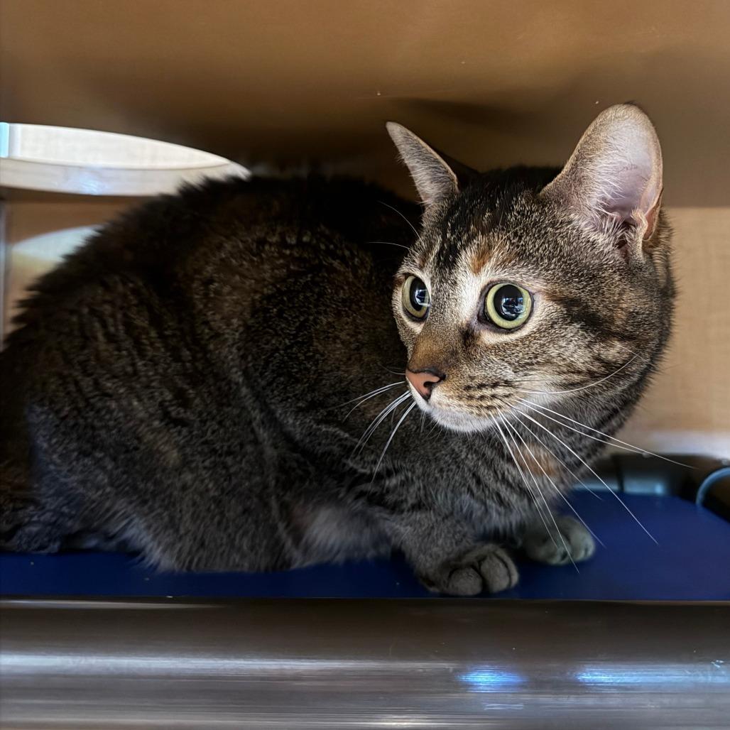 Enlarge Kathrine FKA Marbles, a Adoptable Domestic Short Hair in Chesapeake, VA image 2/2
