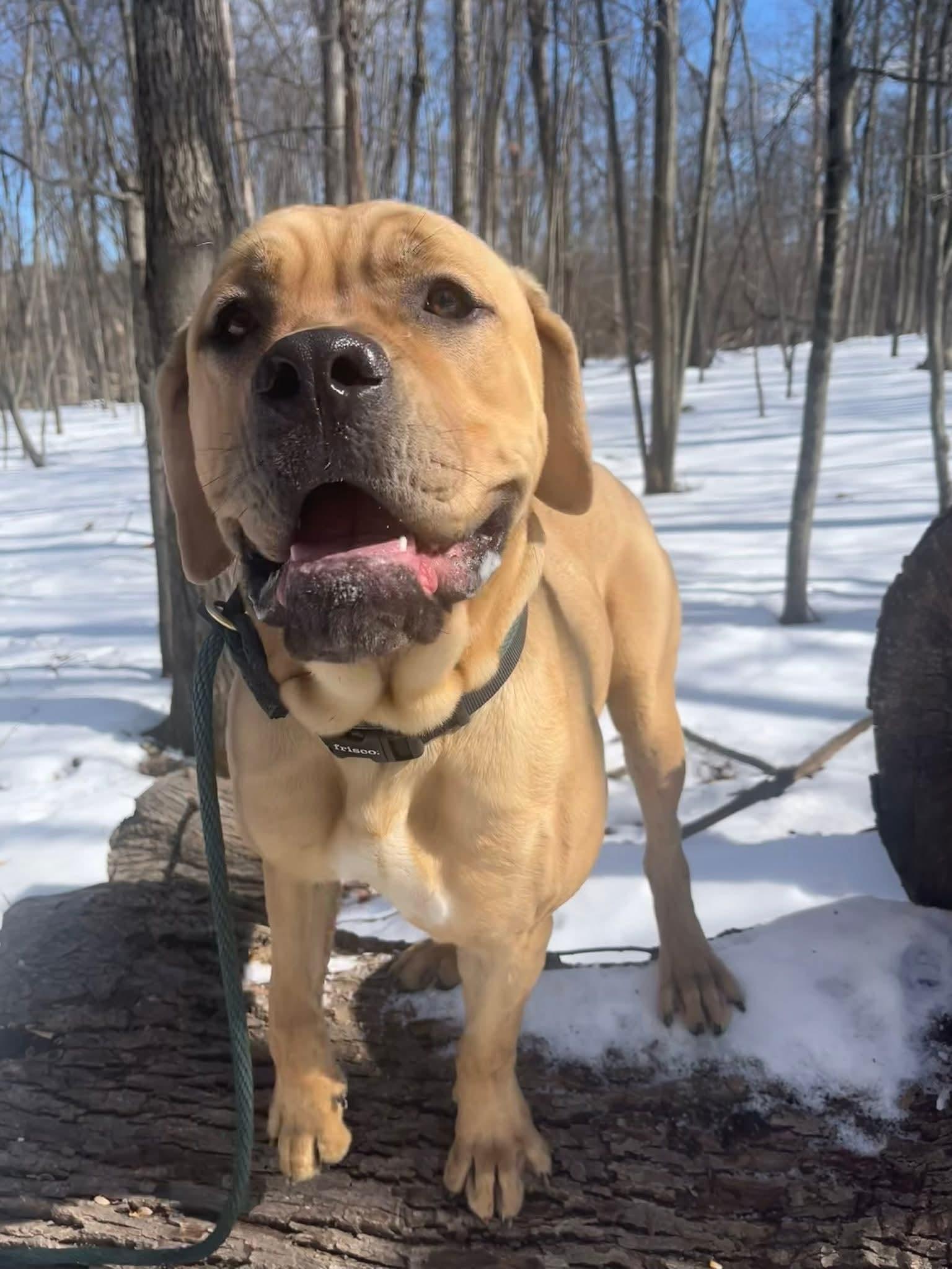 Enlarge Draco Athens, a Adopted Cane Corso in Rockaway, NJ image 1/3