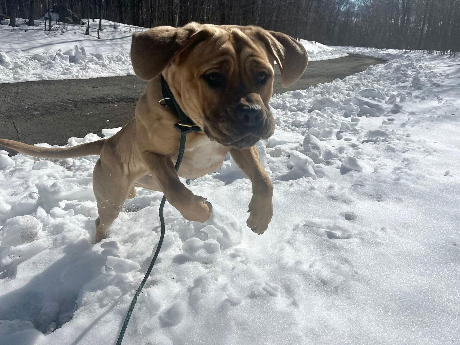 Enlarge Draco Athens, a Adopted Cane Corso in Rockaway, NJ image 2/3