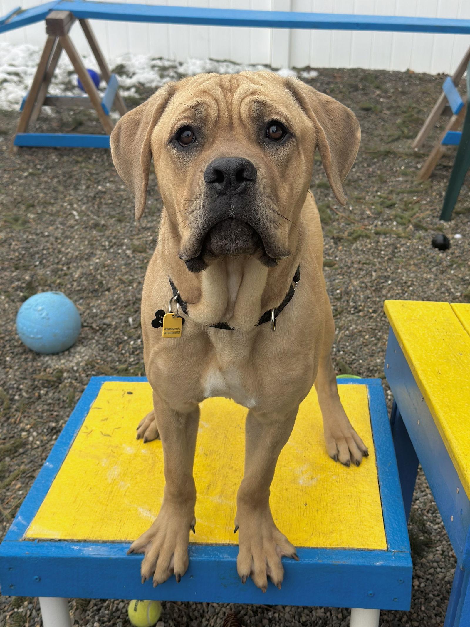 Enlarge Draco Athens, a Adopted Cane Corso in Rockaway, NJ image 3/3