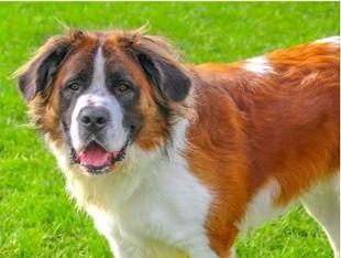 Enlarge Goose, a Adoptable Saint Bernard in Huntington, NY image 3/3