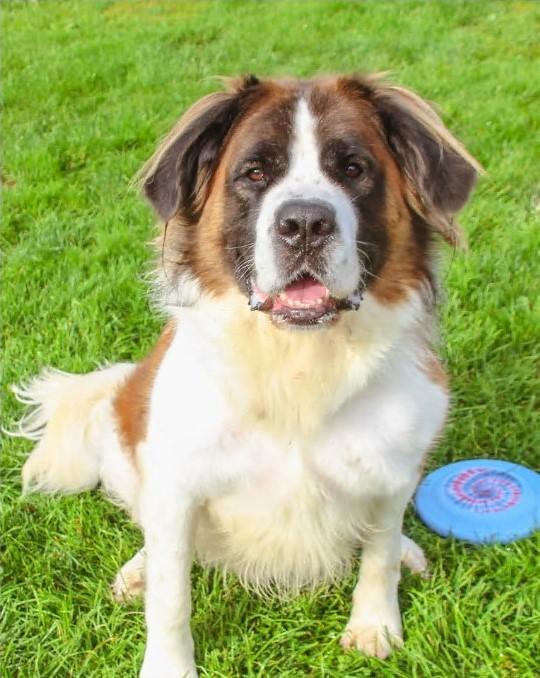 Goose, Adoptable, Adult Male Saint Bernard.