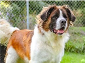 Enlarge Goose, a Adoptable Saint Bernard in Huntington, NY image 2/3
