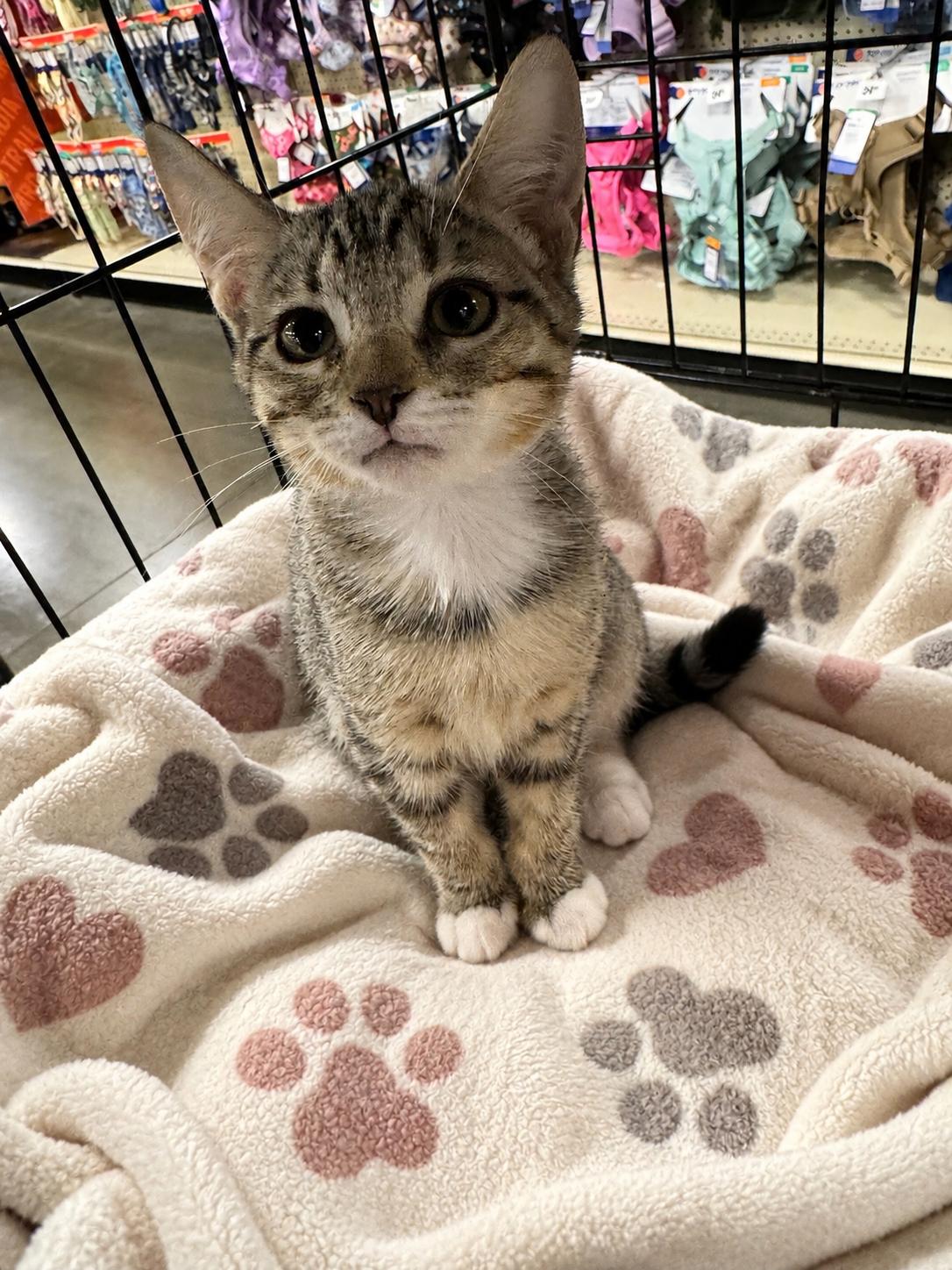 Enlarge Bridgette, a Adoptable Domestic Short Hair in Chandler, AZ image 1/2