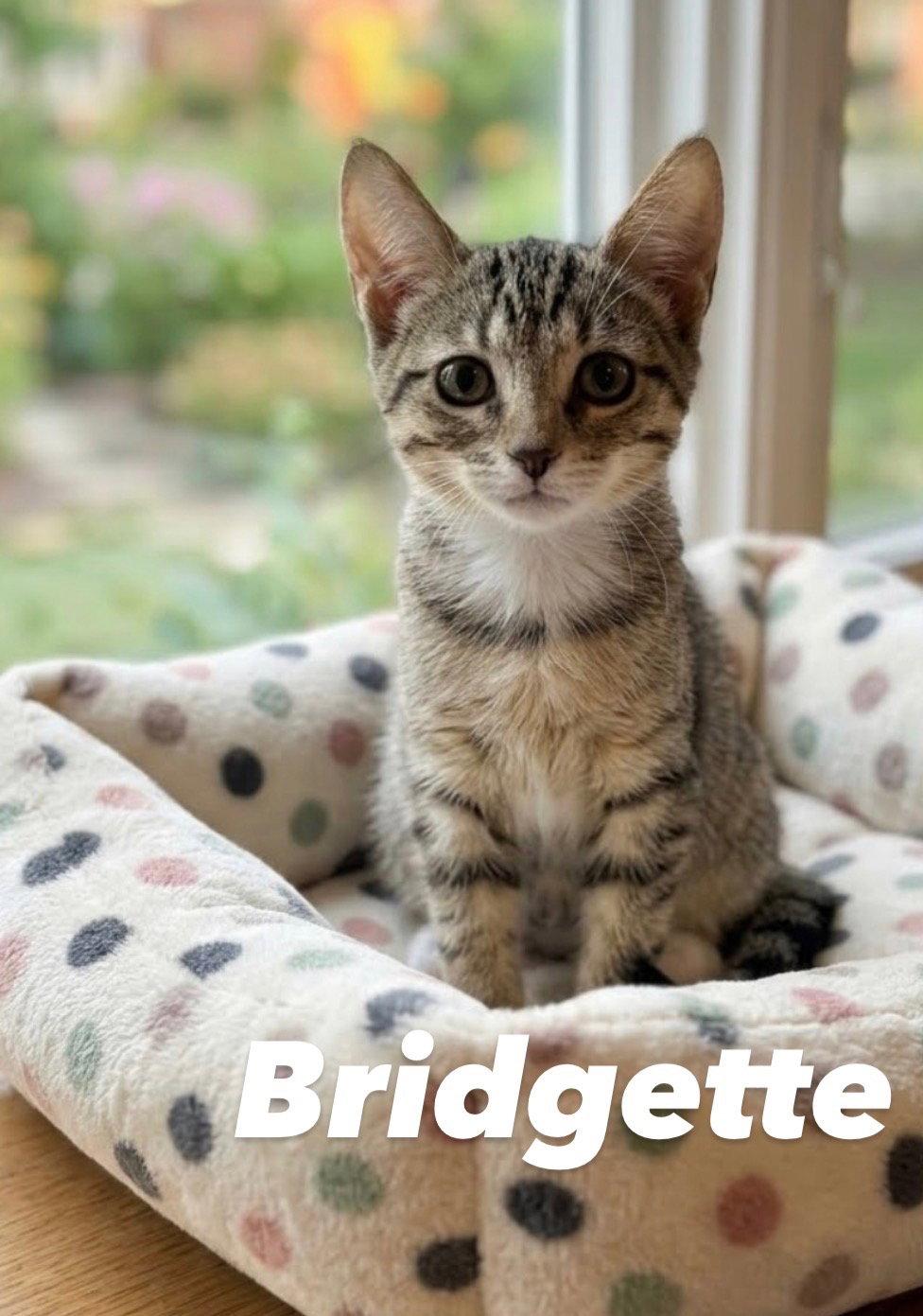 Enlarge Bridgette, a Adoptable Domestic Short Hair in Chandler, AZ image 2/2