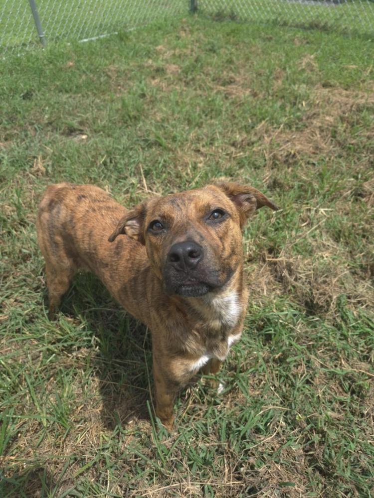 Enlarge Henry, a Adoptable mixed breed in Washington, DC image 1/6