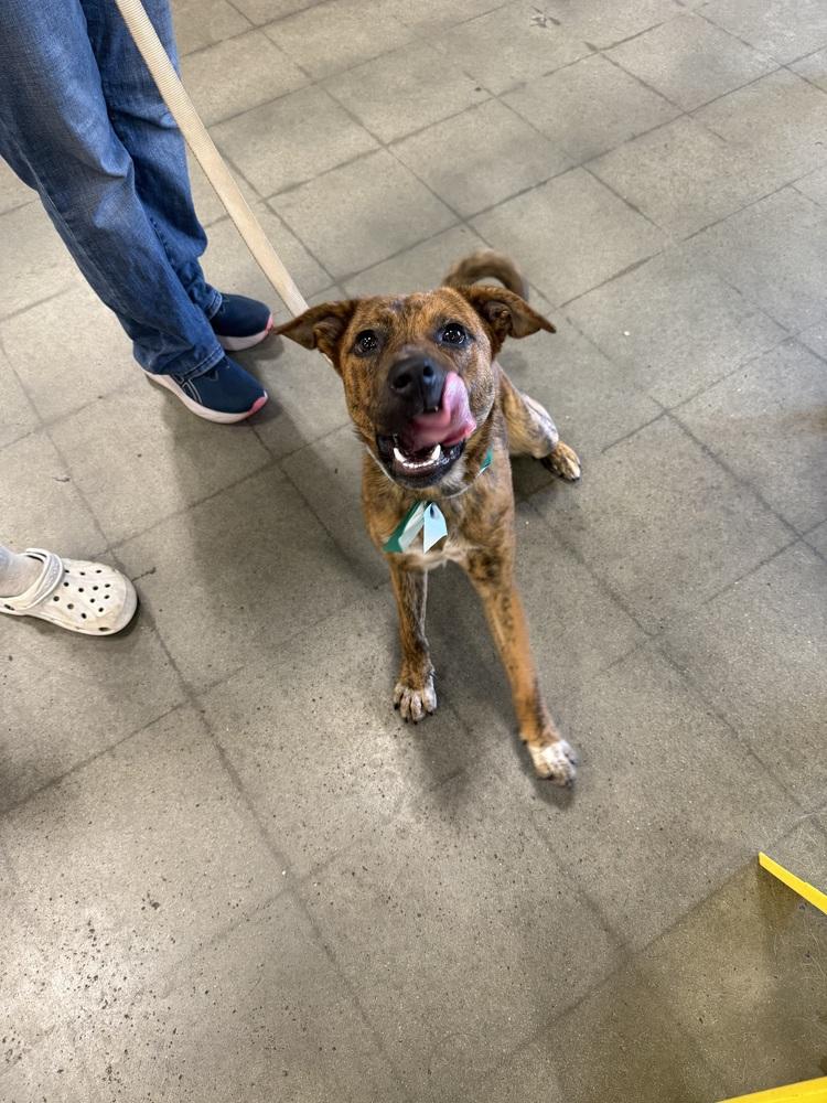 Enlarge Henry, a Adoptable mixed breed in Washington, DC image 2/6