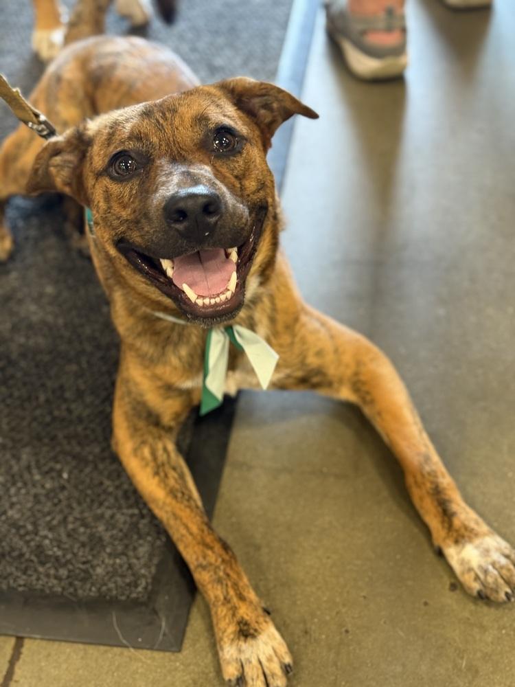 Enlarge Henry, a Adoptable mixed breed in Washington, DC image 3/6