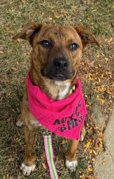 Enlarge Henry, a Adoptable mixed breed in Washington, DC image 4/6