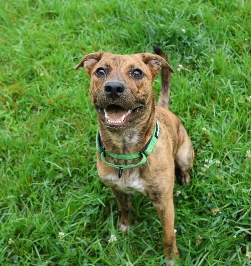 Enlarge Henry, a Adoptable mixed breed in Washington, DC image 5/6