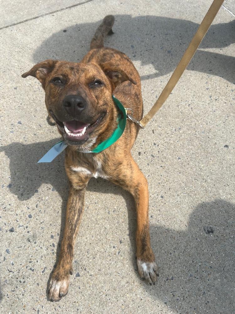 Enlarge Henry, a Adoptable mixed breed in Washington, DC image 6/6
