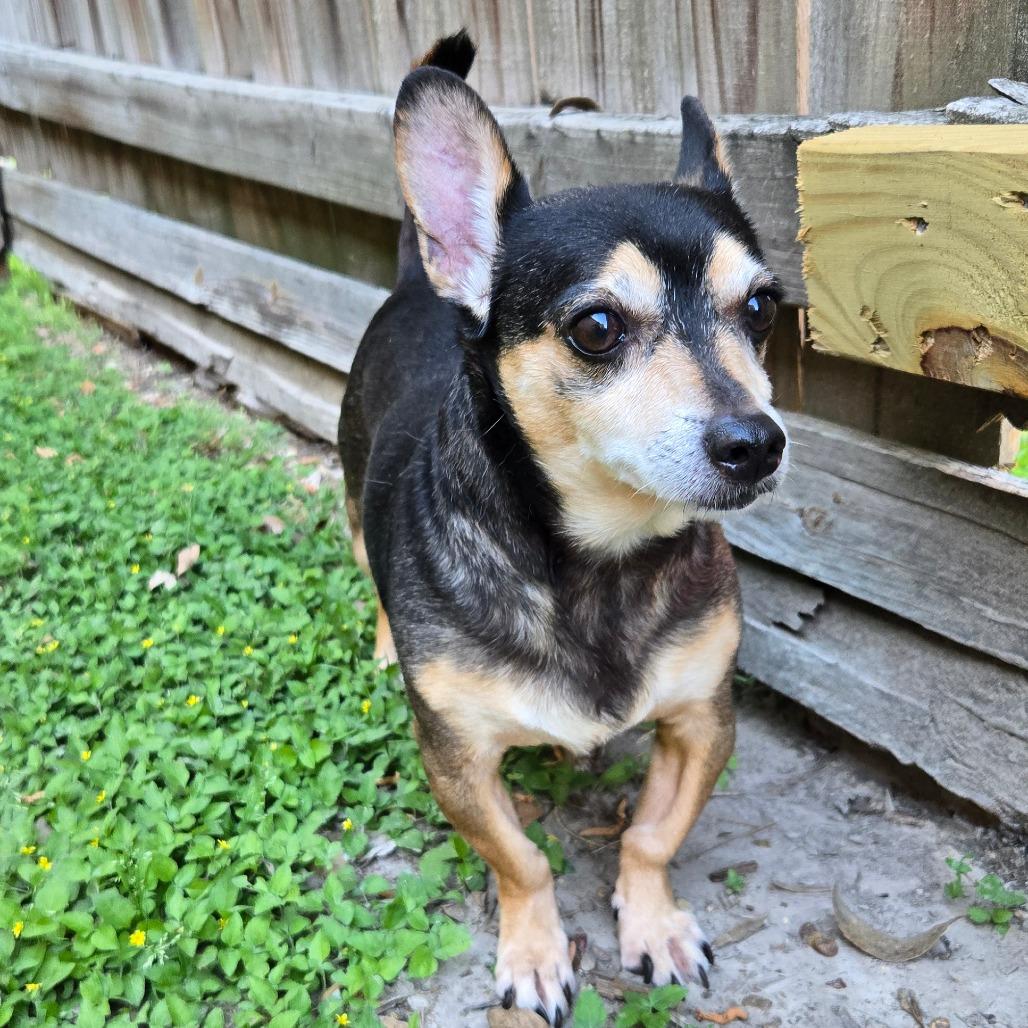Jimothy, Adoptable, Senior Male Chihuahua & Jack Russell Terrier.