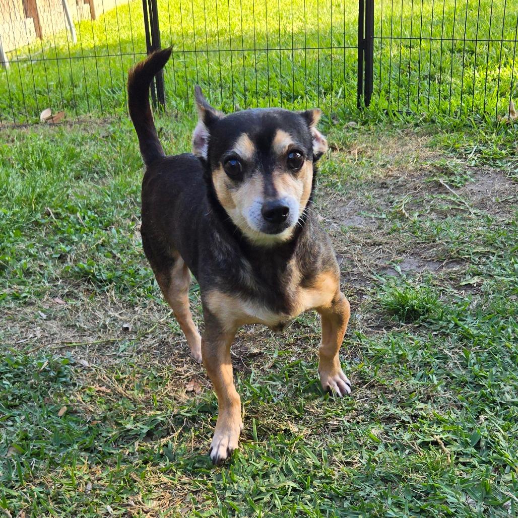 Enlarge Jimothy, a Adoptable mixed breed in Katy, TX image 2/5