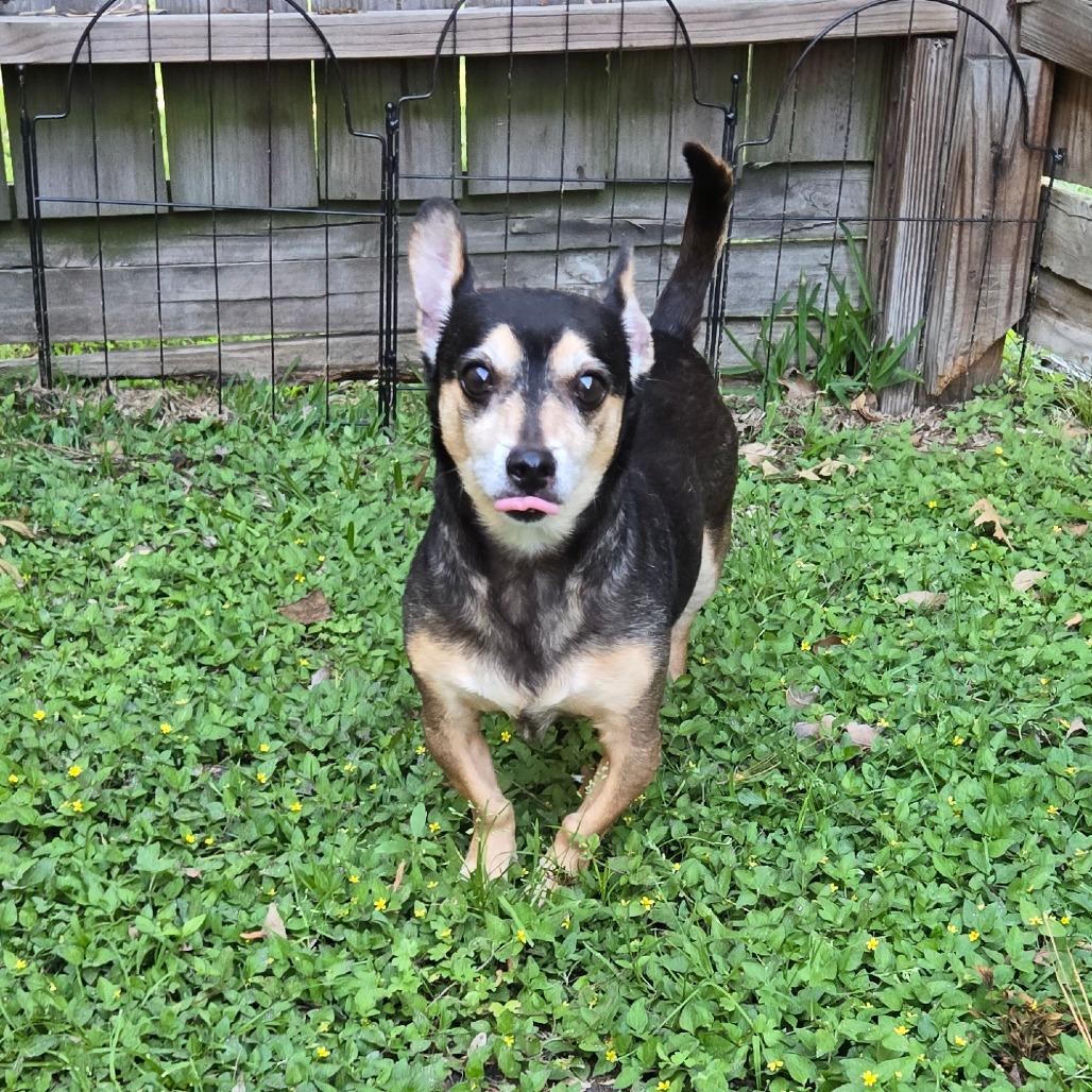 Enlarge Jimothy, a Adoptable mixed breed in Katy, TX image 3/5