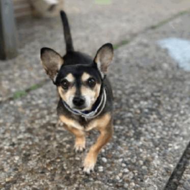 Enlarge Jimothy, a Adoptable mixed breed in Katy, TX image 4/5