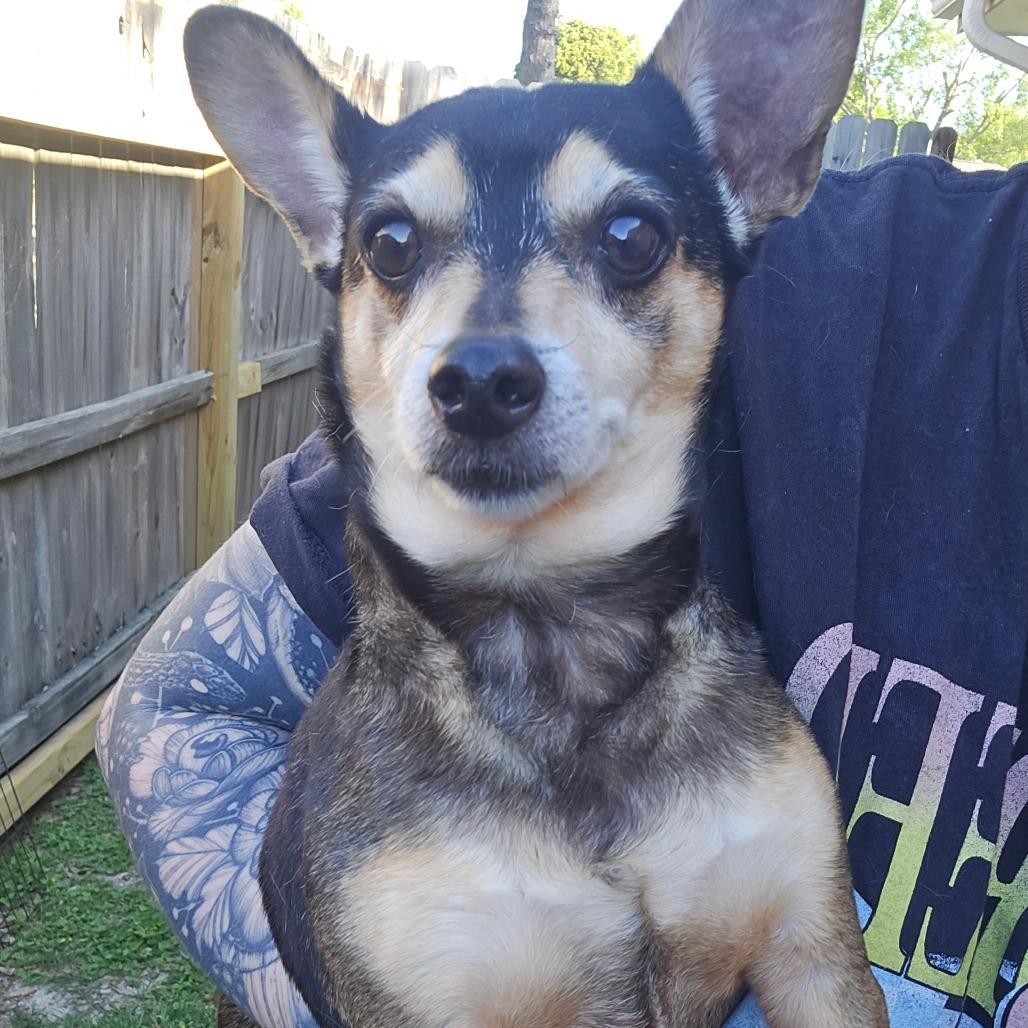 Enlarge Jimothy, a Adoptable mixed breed in Katy, TX image 5/5