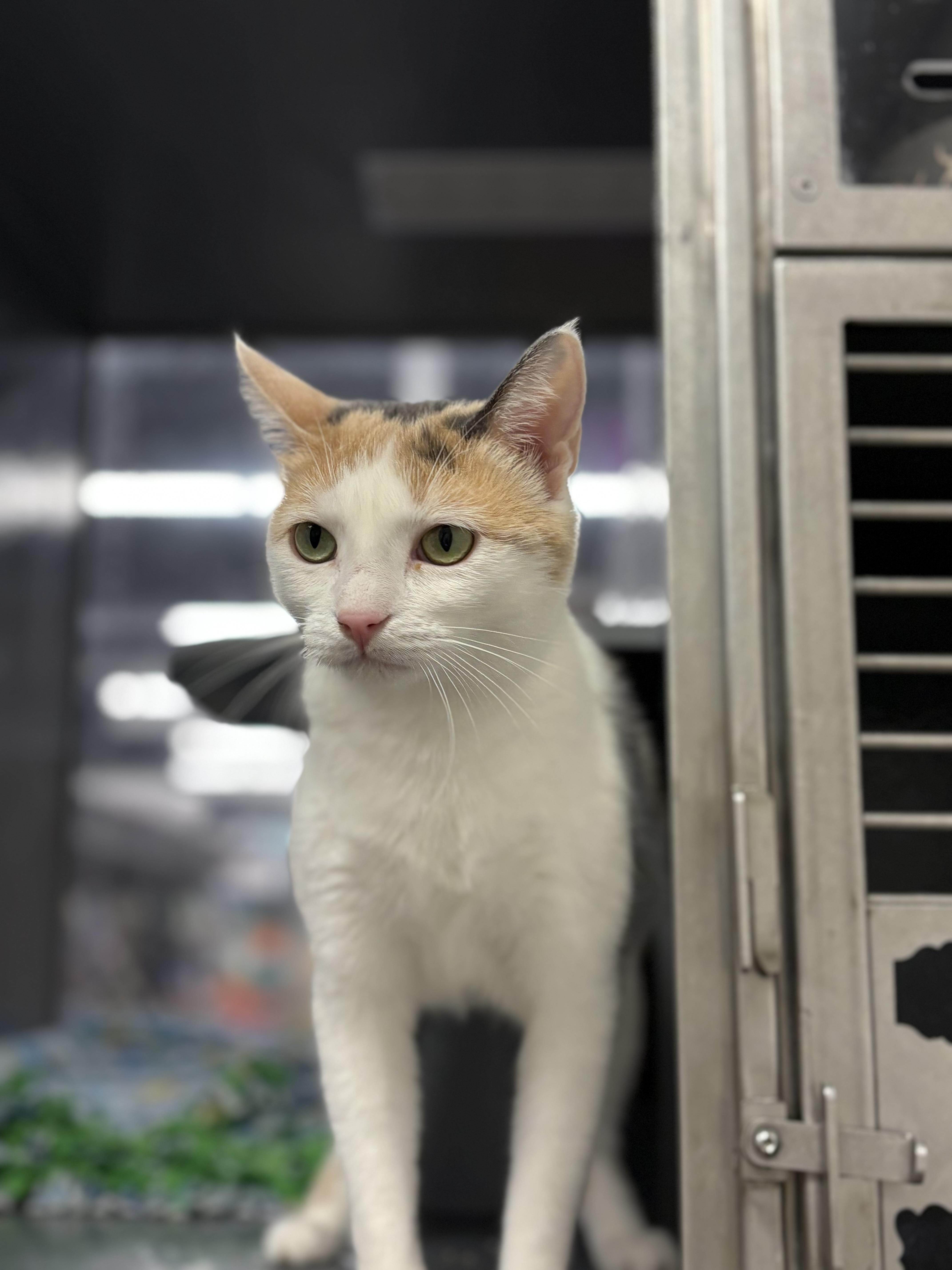 Koi, adopted, Young Female Dilute Calico.