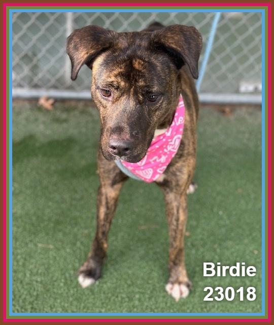 Enlarge BIRDIE, a Adoptable mixed breed in Marietta, GA image 6/6