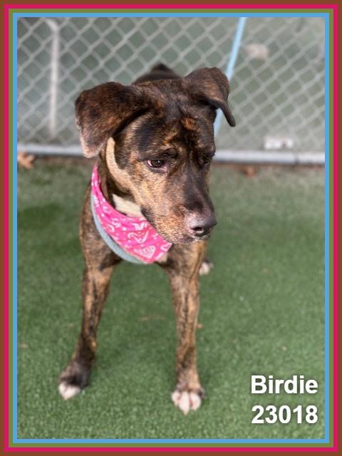 Enlarge BIRDIE, a Adoptable mixed breed in Marietta, GA image 5/6