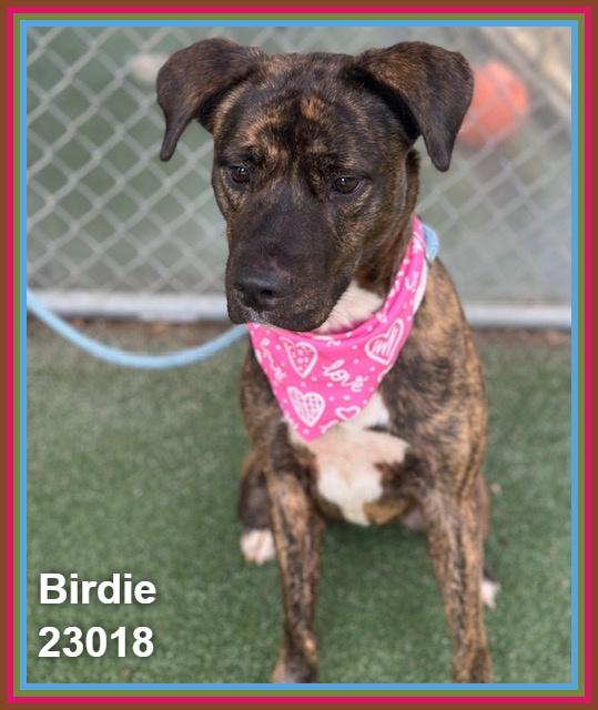Enlarge BIRDIE, a Adoptable mixed breed in Marietta, GA image 2/6