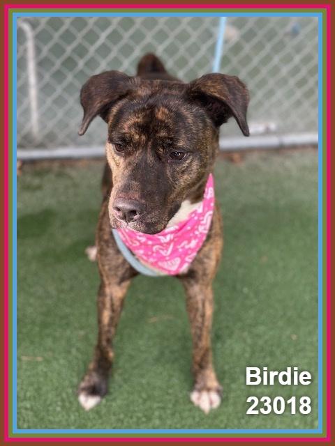 Enlarge BIRDIE, a Adoptable mixed breed in Marietta, GA image 4/6