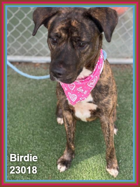 Enlarge BIRDIE, a Adoptable mixed breed in Marietta, GA image 3/6