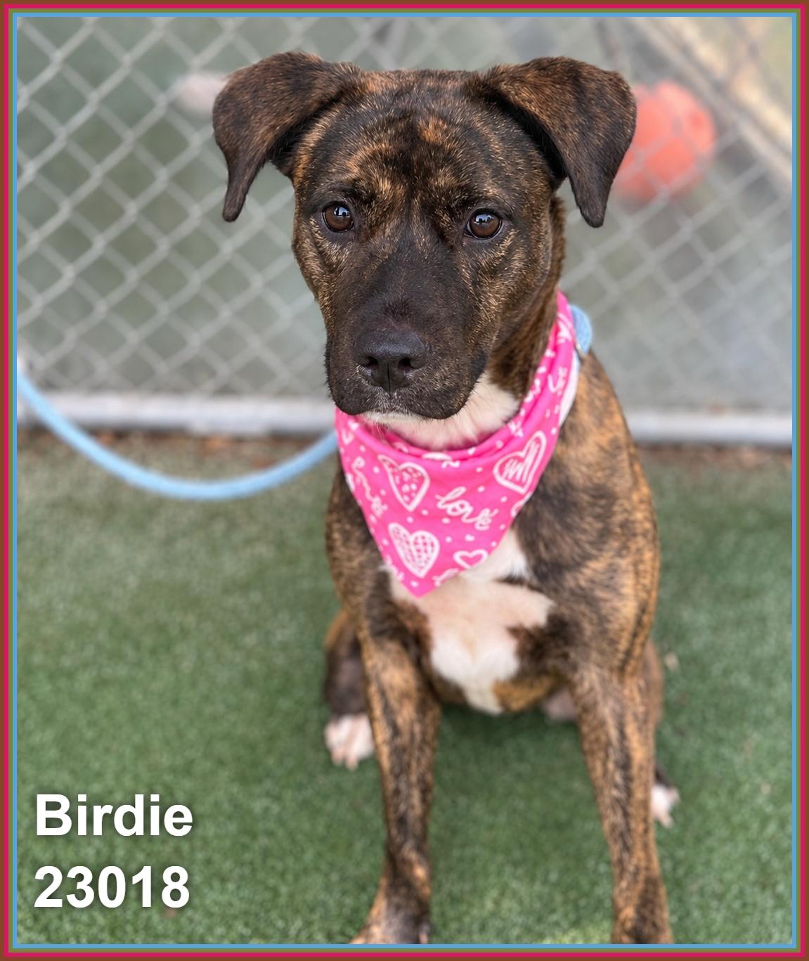 BIRDIE photo