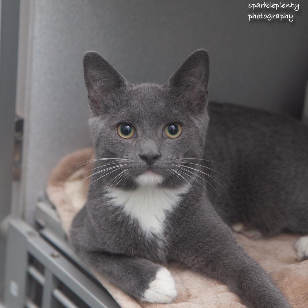 Enlarge Cheese, a Adoptable Domestic Short Hair in Ridgefield, CT image 1/4