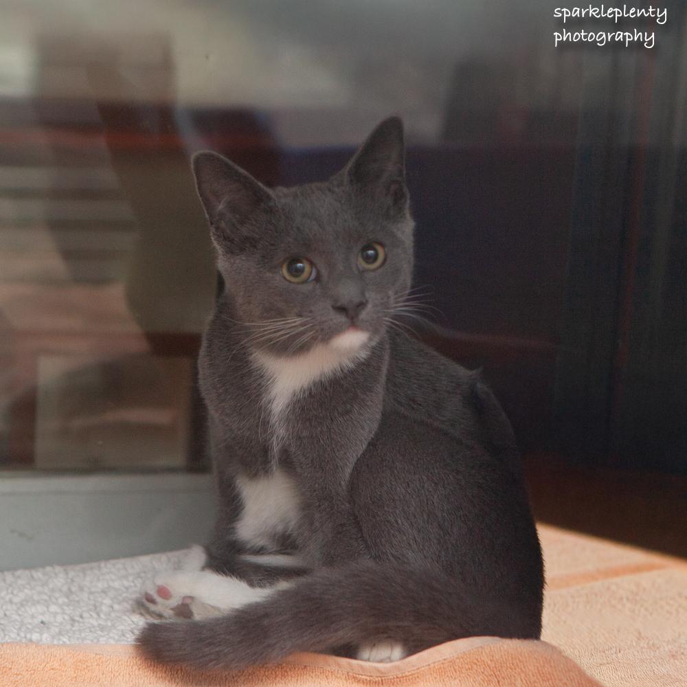 Enlarge Cheese, a Adoptable Domestic Short Hair in Ridgefield, CT image 2/2
